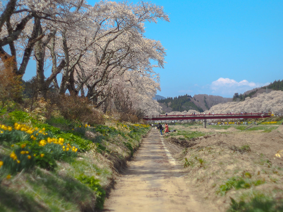 夏井川の桜